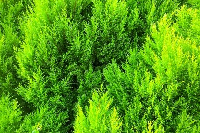 ヒバの木の伐採方法を解説！大きい庭木が枯れたときは早急な対応を
