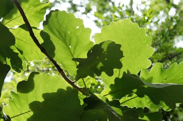 柏の木の剪定時期は秋～春！庭木として魅力を活かす剪定方法と育て方