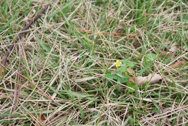 少しでも早く除草をしたい場合