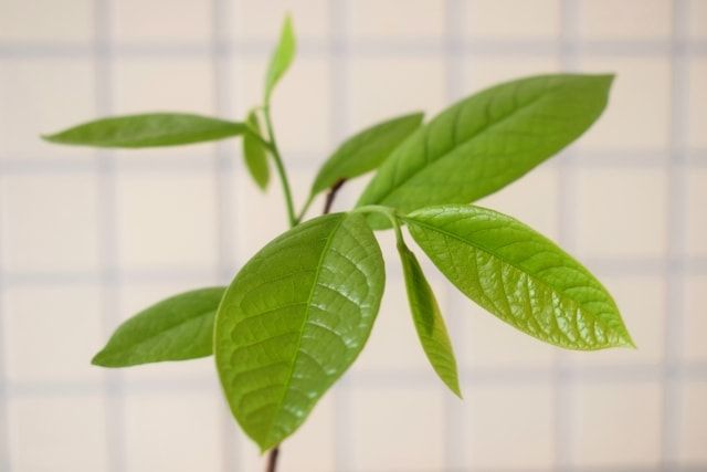 ポポーの剪定は落葉期におこなおう！ポポーの実を収穫するコツも紹介