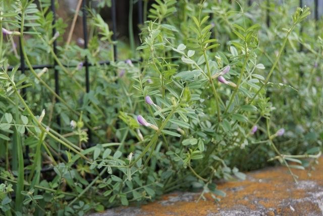 カラスノエンドウは雑草の除草剤で駆除できます！使い方のポイント