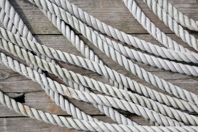 いちじくの木の伐採は自分？業者？判断基準やそれぞれの流れをご紹介