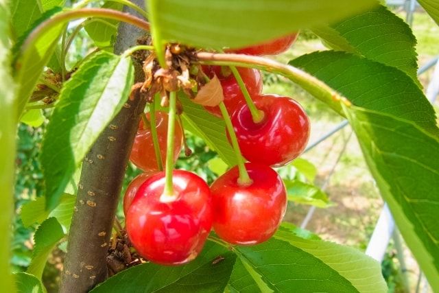 さくらんぼの木の剪定│剪定時期と方法・収穫にむけての育てかた