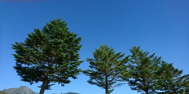もみの木の剪定を解説！剪定時期と手順・業者に依頼する際のポイント