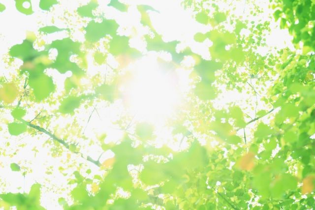カラタネオガタマの剪定をするときの注意点
