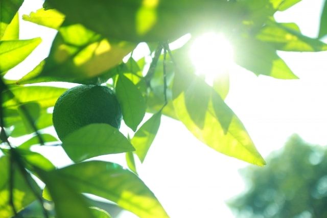 カボスを剪定しておいしい実を収穫しよう！適した時期と方法をご紹介