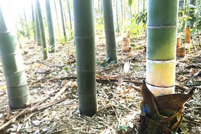 竹林のお手入れは伐採と除草？管理しやすいように整備しよう