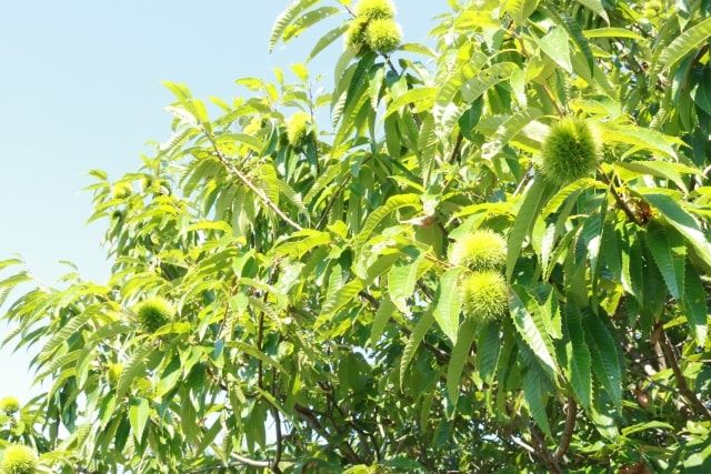栗の木の伐採費用の相場！抜根作業や費用が高くなるケースについて