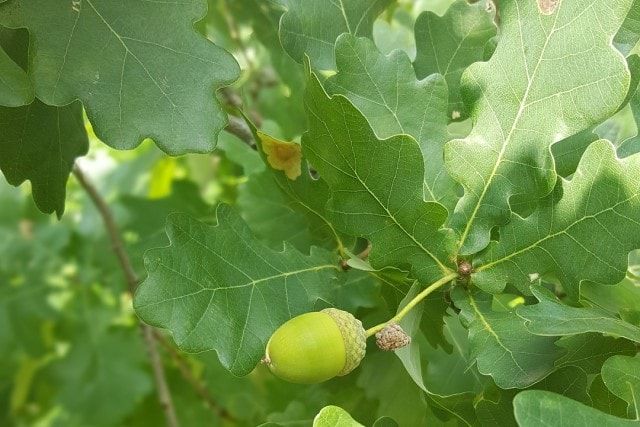 柏の木の剪定時期は秋～春！庭木として魅力を活かす剪定方法と育て方