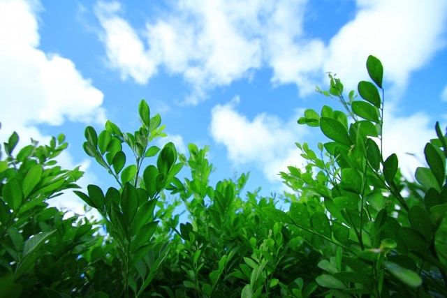 みかんの木の伐採は難しい？自分でできる作業レベルを確認しよう