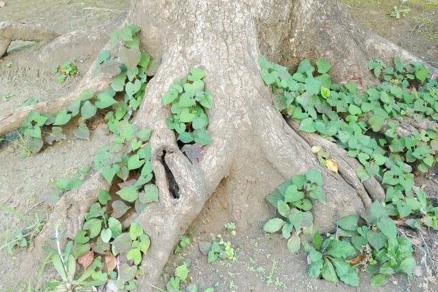 隣の木の枝を伐採するのはNG！法律で決まっている隣の木の枝の対処法