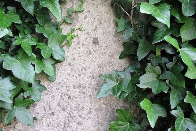 ツタの除去費用はいくらかかる？業者選びのコツも解説します！