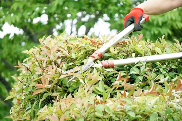 植物をアクセントにして庭をよりオシャレに！