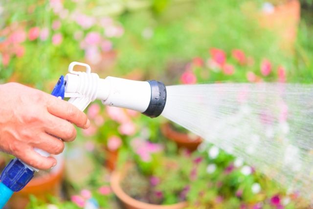 クロトンを元気に成長させる手入れのコツ