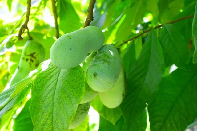 ポポーの剪定は落葉期におこなおう！ポポーの実を収穫するコツも紹介