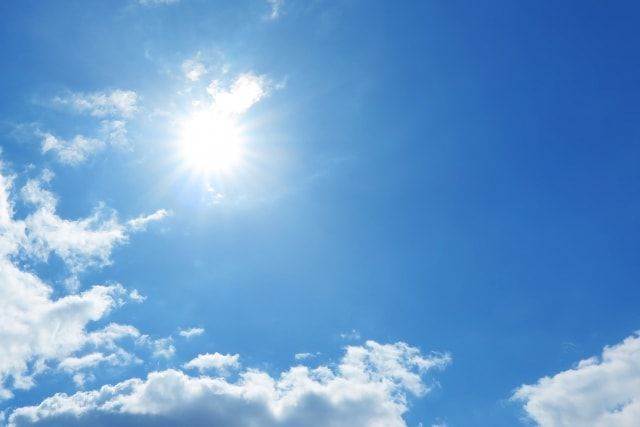 もちの木の伐採を依頼すると費用は？維持管理方法もあわせて解説