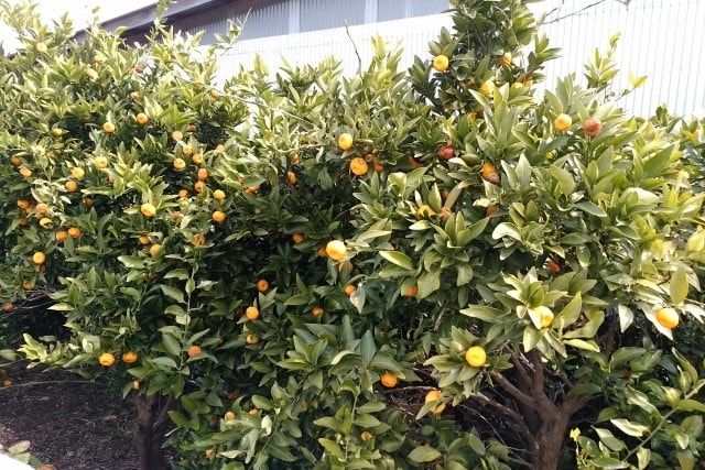 みかんの木の伐採は難しい？自分でできる作業レベルを確認しよう