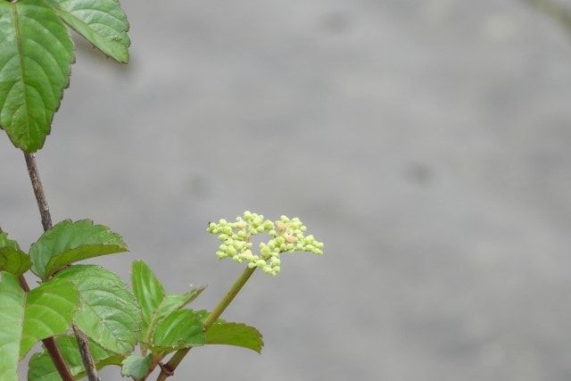 ヤブガラシは厄介な雑草！根絶させる駆除方法や放置するリスクを解説