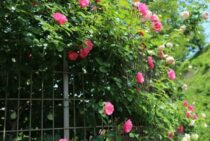 アンジェラをバラの花園のメインゲートに！苗の育て方～剪定レッスン