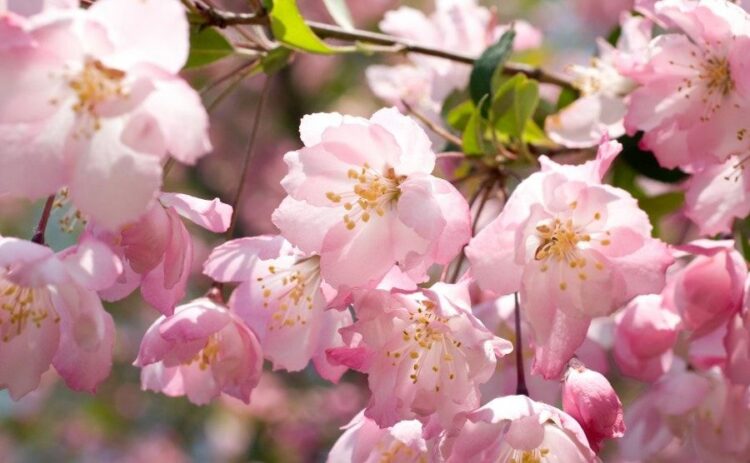カイドウの剪定時期・方法を解説!育てかた・病害虫対策についても