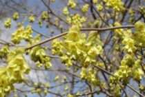 トサミズキの剪定時期・方法を解説！きれいな庭木・盆栽に育てるには