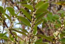 ヒサカキの剪定方法｜春と秋がおすすめ！特徴や育て方も紹介します