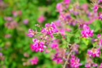 萩を剪定してきれいな庭木を楽しもう！時期と種類にあわせた剪定方法