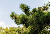 松の透かし剪定【時期・ポイント】まとめ！年間のお手入れも解説