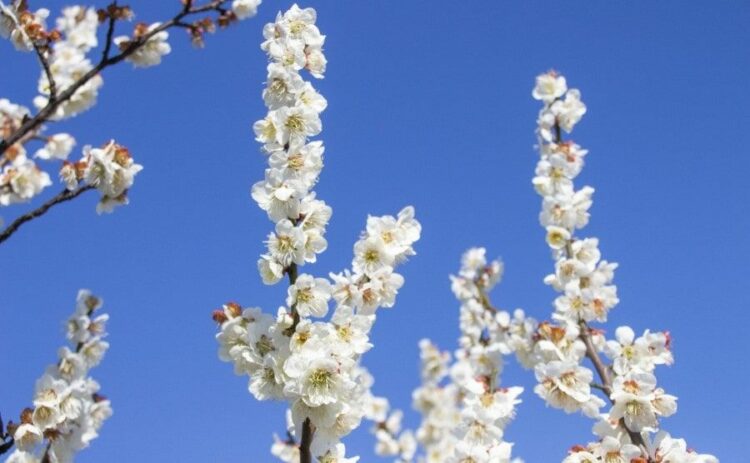 南高梅の剪定時期と方法【夏・冬】徒長枝の見分け方から収穫法まで!
