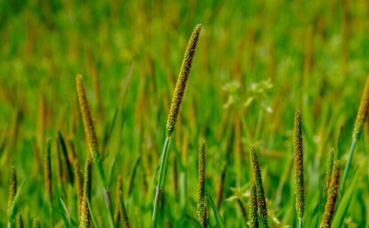 スズメノテッポウは除草剤で防除!水田・畑地を雑草から守る方法