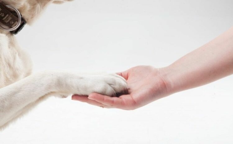 大型犬の火葬方法費用まとめ！葬儀後はペット霊園に納骨？手元供養？