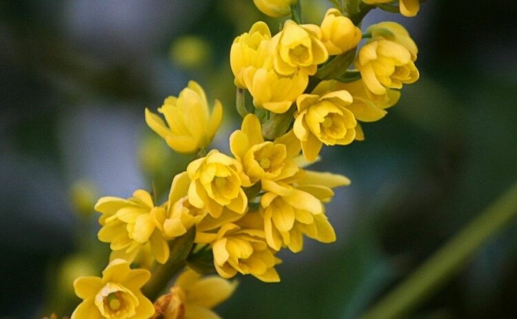ヒイラギナンテンの剪定時期・方法まとめ!玄関に植えて鬼門除けに!