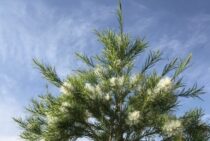 メラレウカの剪定時期は初夏がおすすめ！コツや注意点を詳しく解説！