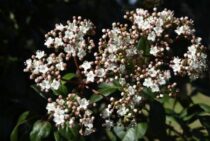 ビバーナムティヌスの剪定法｜花を咲かせるコツと気をつける病害虫