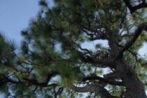 大王松の剪定の注意点とその方法とは！自分できるか見極めよう