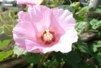 芙蓉の剪定時期は冬！たくさん花を咲かせる手入れや挿し木方法を紹介