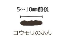 コウモリのふん