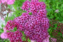 シモツケの剪定方法を解説！春におこないキレイな花を咲かせよう！