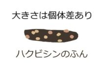 ハクビシンのふん