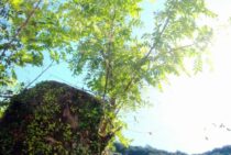 切り戻し剪定とは？基礎知識を身につけよう！摘心との違いも解説