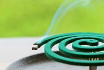 羽アリを蚊取り線香で退治する正しいやり方！応急処置から根本解決までご紹介