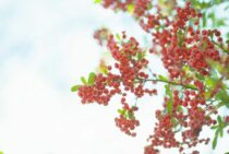 ピラカンサの剪定時期と方法を解説！きれいな庭木に育てるお手入れも