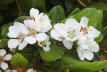 シャリンバイの剪定方法を解説！剪定時期・方法・育てかたについて