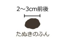 タヌキのふん