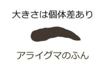 アライグマのふん