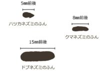 ネズミのふん