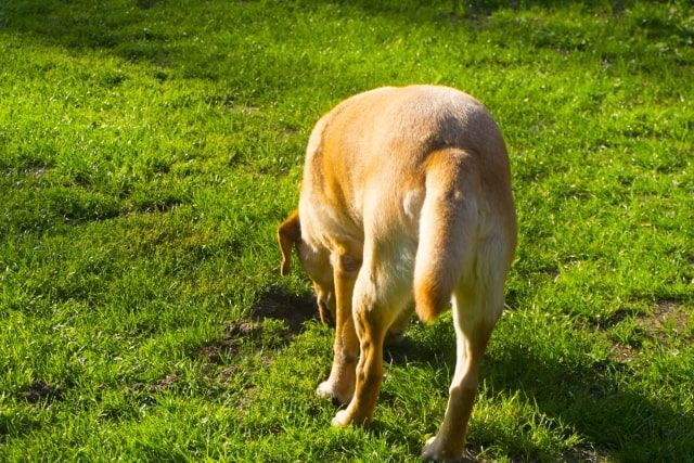 大型犬の火葬方法費用まとめ！葬儀後はペット霊園に納骨？手元供養？