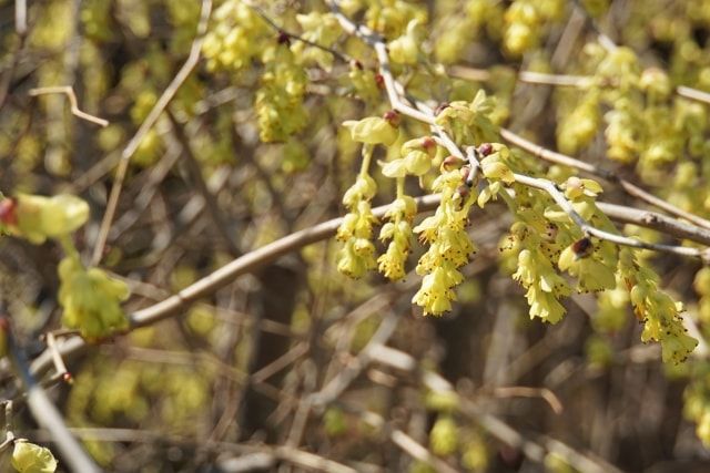 トサミズキの剪定時期・方法を解説！きれいな庭木・盆栽に育てるには