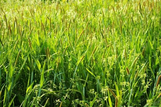 スズメノテッポウは除草剤で防除！水田・畑地を雑草から守る方法