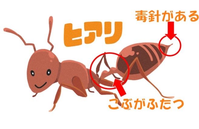 ヒアリの羽つきは女王アリ！？見分け方といざというときの連絡先を知る